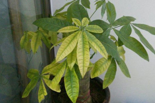Fortune Tree