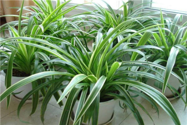 Chlorophytum comosum