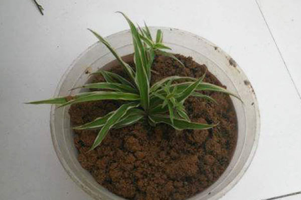 Chlorophytum comosum