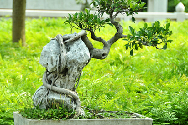 Banyan