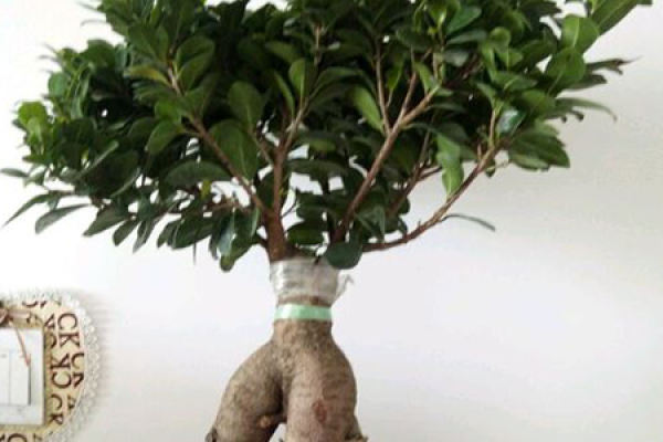 ginseng fig