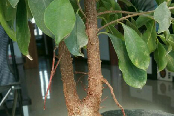 Ginseng Ficus
