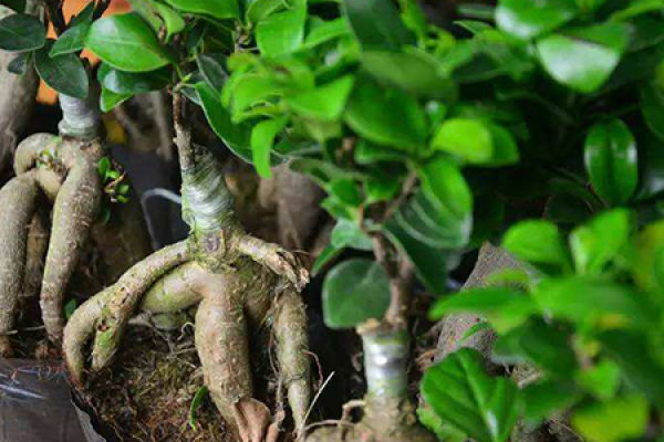 ginseng fig