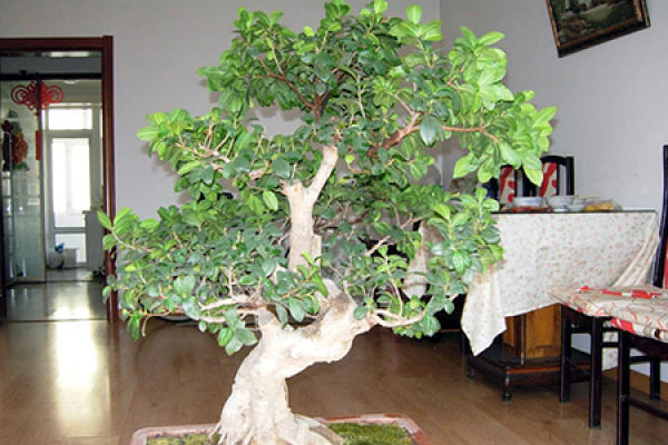 Banyan
