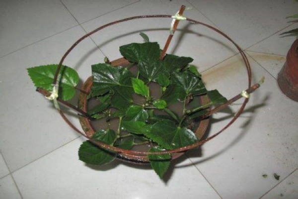 Chinese hibiscus flower