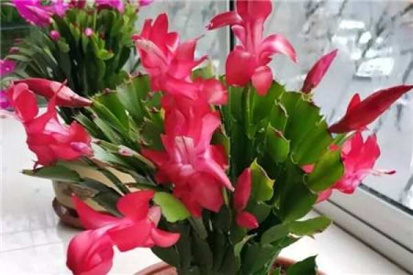 Zygocactus japonicus