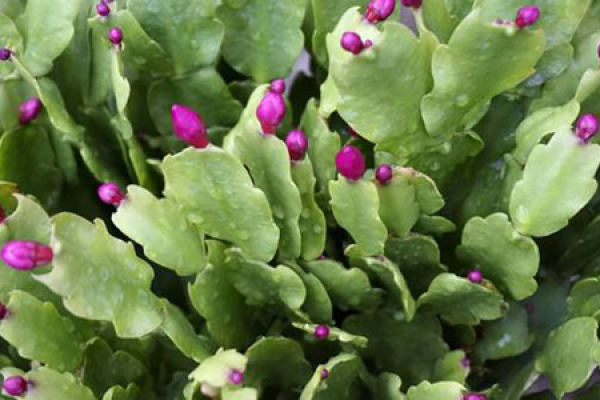 Zygocactus japonicus