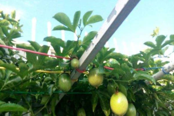 passion fruit