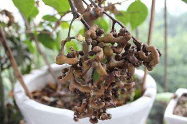 Hovenia dulcis
