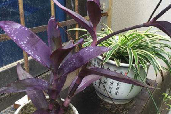 Purple Commelina