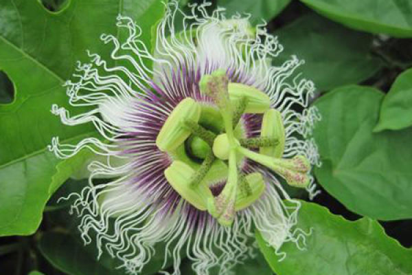 passion fruit