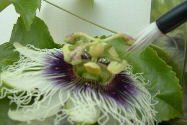 Passion Fruit