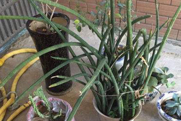 Sansevieria clavata