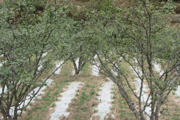 Chinese prickly ash sapling