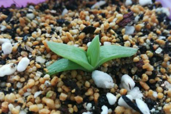 Aloe Queen