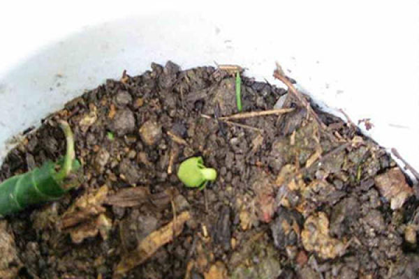Chimonanthus praecox