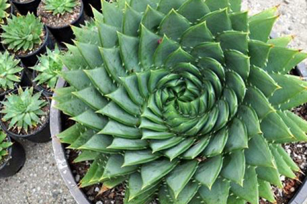 Aloe Vera