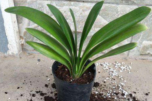 Clivia miniata
