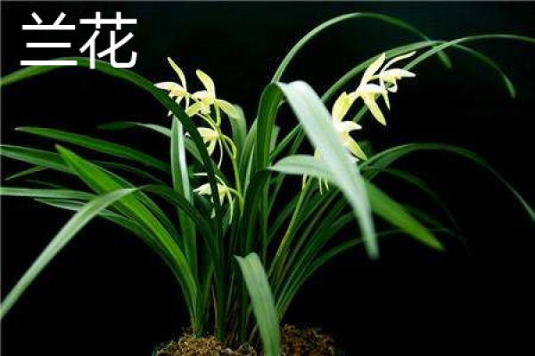 Orchid