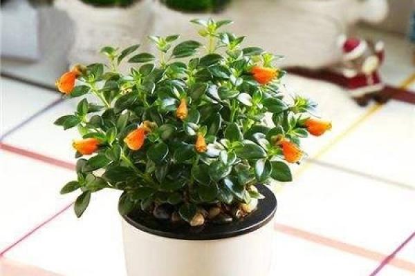 Goldfish chlorophytum