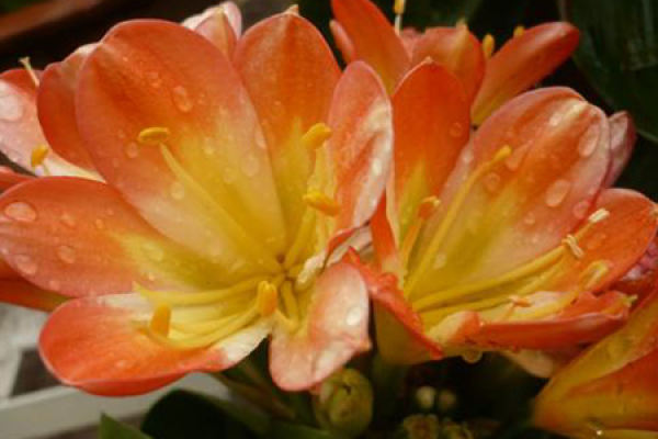 Clivia miniata