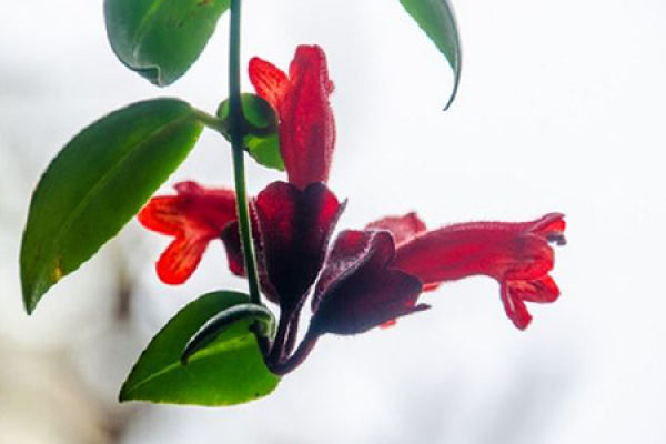lipstick Chlorophytum