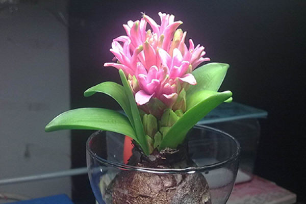 hyacinth