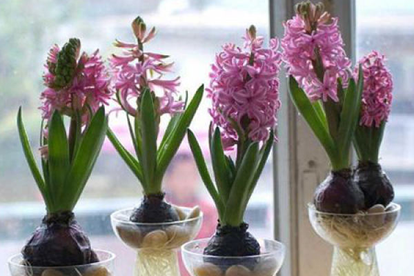 Hyacinth