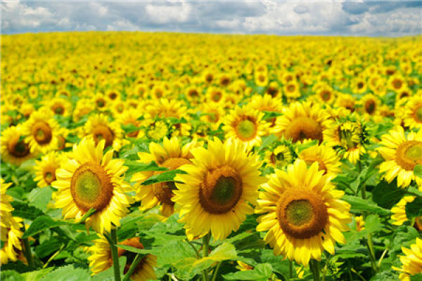 Sunflower