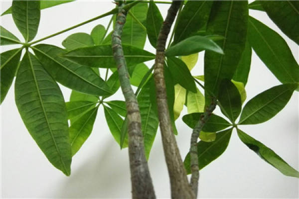 Fortune Tree