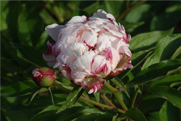 Paeonia lactiflora