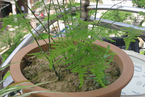 Asparagus