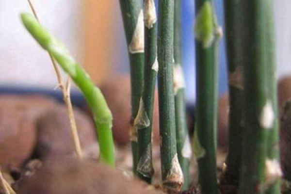 Asparagus
