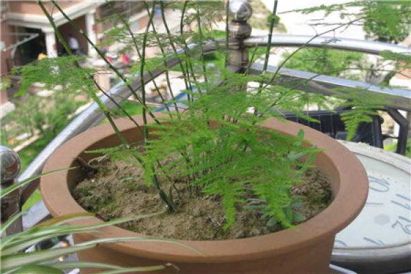 Asparagus