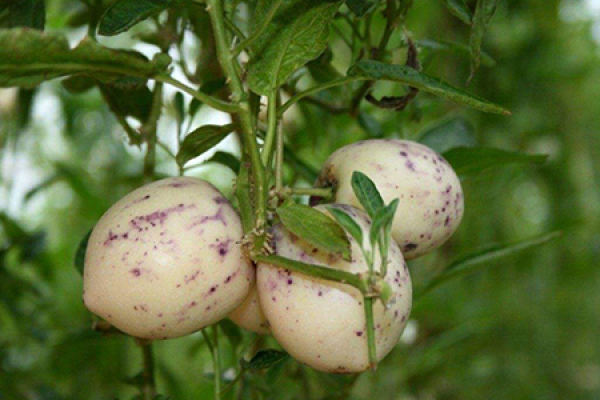 Ginseng fruit