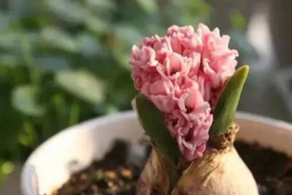 Hyacinth