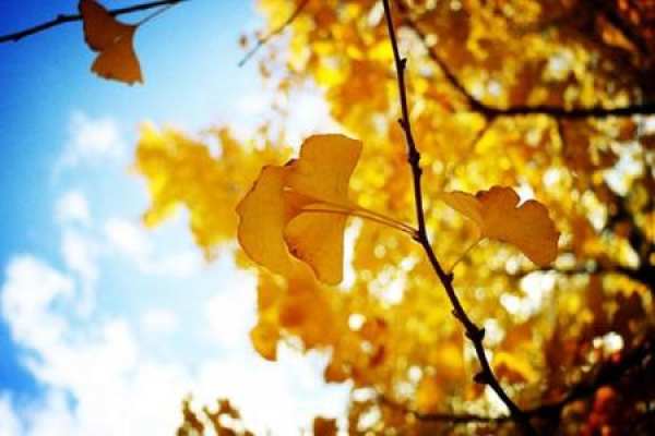 Ginkgo tree