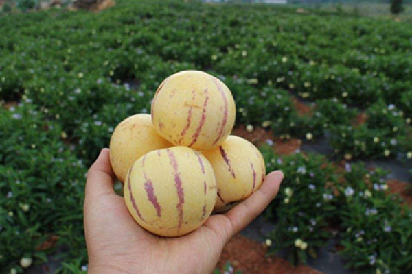 Ginseng fruit