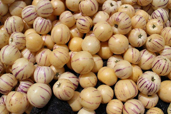 ginseng fruit