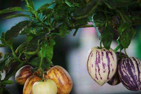 Ginseng fruit