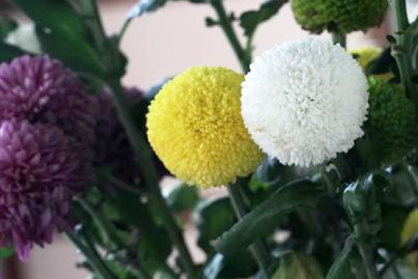 table tennis chrysanthemum