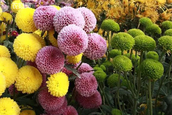 Table Tennis Chrysanthemum