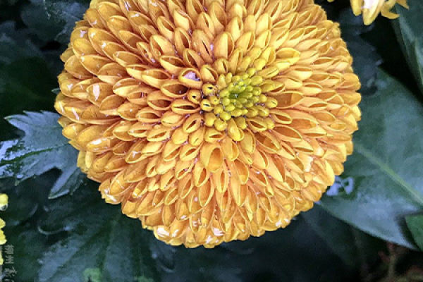 table tennis chrysanthemum