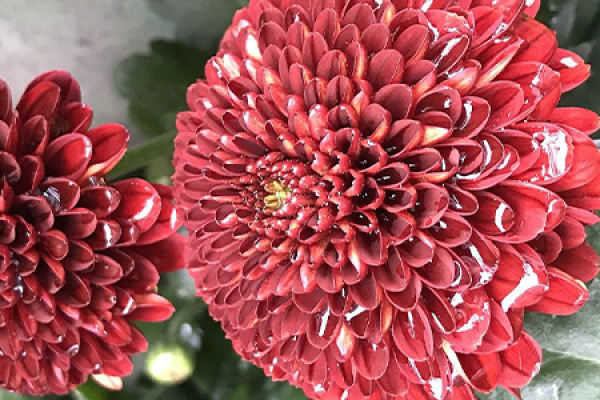 table tennis chrysanthemum