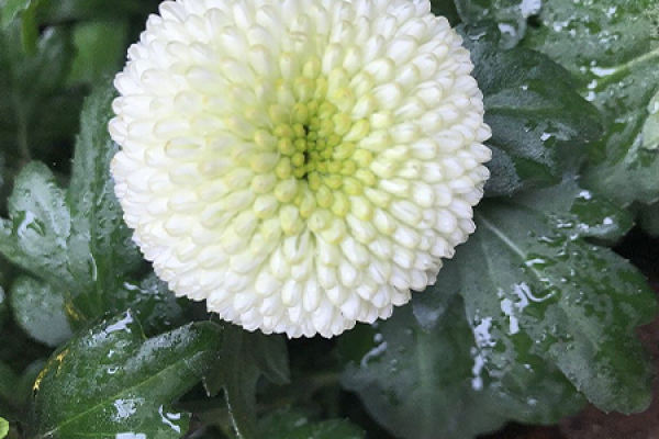 Table Tennis Chrysanthemum