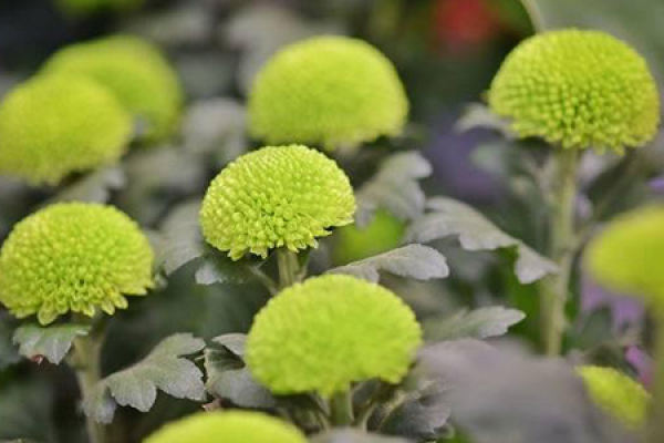 table tennis chrysanthemum