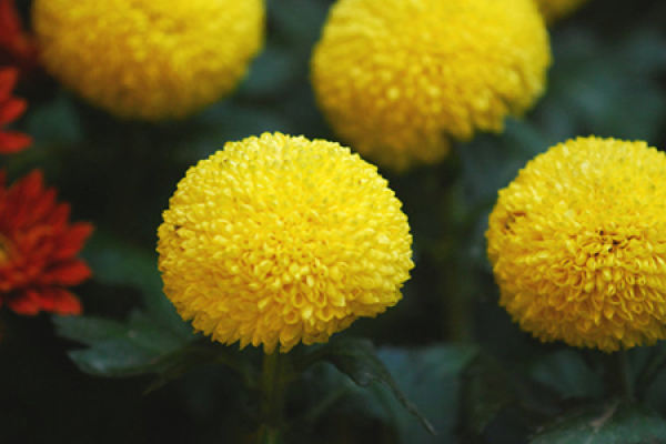 Table Tennis Chrysanthemum