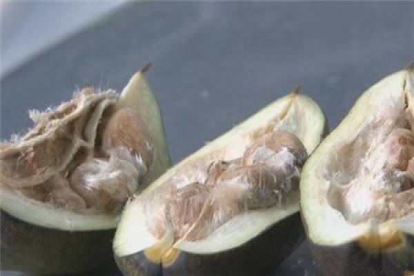 seed
