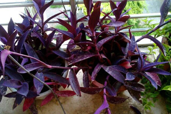 Purple Bamboo Plum