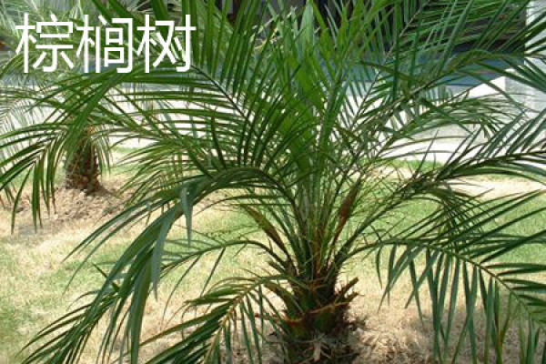 coconut tree